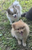 Buster , a male Pomeranian for sale in Telford, PA – 5 of 7