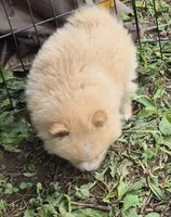 Molly , a female Pomeranian for sale in Telford, PA – 4 of 5