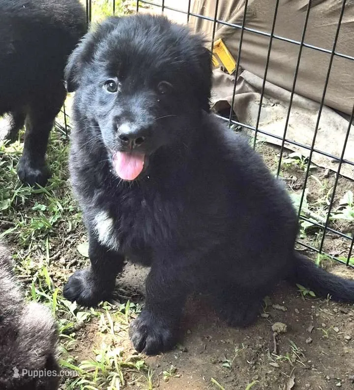 Marley  – Bernese Mountain Dog, Golden Retriever puppy for sale in Telford, PA