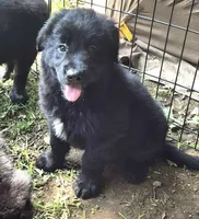 Marley , a female Bernese Mountain Dog and Golden Retriever for sale in Telford, PA – 1 of 5