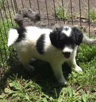 Rosie , a female Miniature Aussiedoodle for sale in Telford, PA – 7 of 7