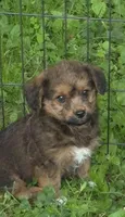 Angie , a female Pembroke Welsh Corgi and Poodle - Toy  for sale in Telford, PA – 2 of 5