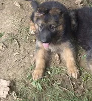 Loui , a male German Shepherd Dog for sale in Telford, PA – 4 of 5