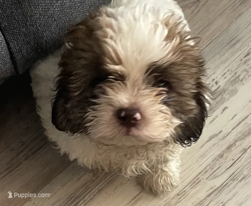Milo – Shihpoo, Poodle - Toy  puppy for sale in Sebastian, FL