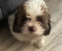 Barney, a male Shihpoo and Poodle - Toy  for sale in Sebastian, FL – 1 of 7