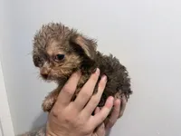 Brown eyed girl, a female Shih Tzu and Poodle - Toy  for sale in Sebastian, FL – 2 of 10