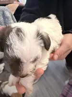 boy with spotted face, a male Shih Tzu and Poodle - Toy  for sale in Sebastian, FL – 6 of 9