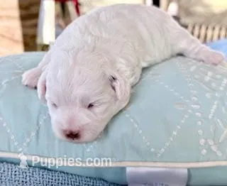 Cooper – Shihpoo puppy for sale in Sebastian, FL