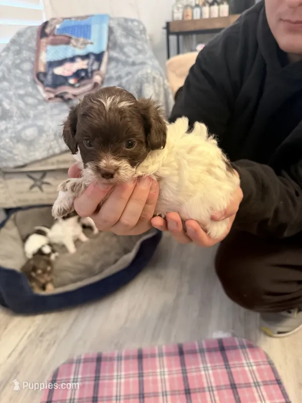 boy black face with white coat – Shih Tzu, Poodle - Toy  puppy for sale in Sebastian, FL