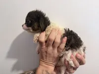 White boy black face, a male Shih Tzu and Poodle - Toy  for sale in Sebastian, FL – 5 of 10