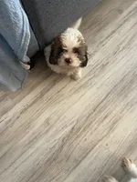 Barney, a male Shihpoo and Poodle - Toy  for sale in Sebastian, FL – 2 of 7