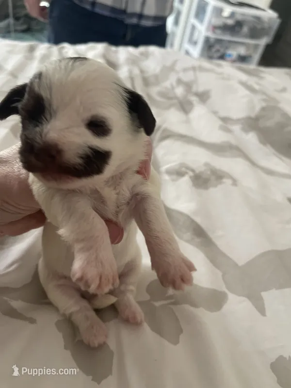 boy with spotted face – Shih Tzu, Poodle - Toy  puppy for sale in Sebastian, FL
