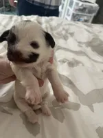 boy with spotted face, a male Shih Tzu and Poodle - Toy  for sale in Sebastian, FL – 1 of 5