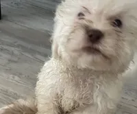 Fred, a male Shihpoo for sale in Sebastian, FL – 3 of 8