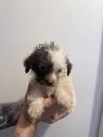 boy with spotted face, a male Shih Tzu and Poodle - Toy  for sale in Sebastian, FL – 1 of 9