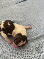 Mini 3, a male Shih Tzu and Poodle - Toy  for sale in Sebastian, FL – 2 of 2