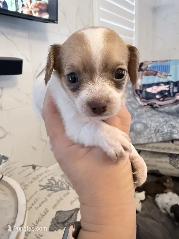 brown spot girl – Shih Tzu, Poodle - Toy  puppy for sale in Sebastian, FL