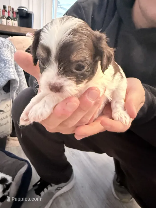 White boy black face – Shih Tzu, Poodle - Toy  puppy for sale in Sebastian, FL