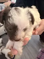 boy with spotted face, a male Shih Tzu and Poodle - Toy  for sale in Sebastian, FL – 5 of 9