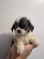 White boy black face, a male Shih Tzu and Poodle - Toy  for sale in Sebastian, FL – 3 of 10
