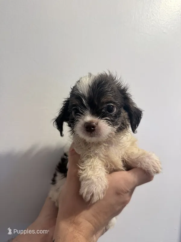 White boy black face – Shih Tzu, Poodle - Toy  puppy for sale in Sebastian, FL