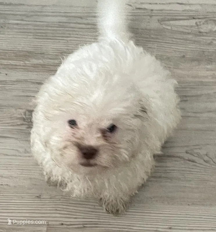 Cooper – Shihpoo puppy for sale in Sebastian, FL