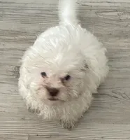 Fred, a male Shihpoo for sale in Sebastian, FL – 1 of 8