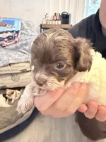 boy black face with white coat, a male Shih Tzu and Poodle - Toy  for sale in Sebastian, FL – 5 of 10