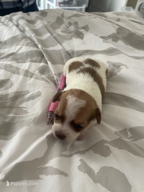 brown spot girl – Shih Tzu, Poodle - Toy  puppy for sale in Sebastian, FL