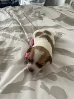 brown spot girl, a female Shih Tzu and Poodle - Toy  for sale in Sebastian, FL – 1 of 5