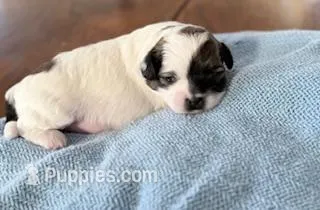 Jacari, a male Shihpoo and Poodle - Toy  for sale in Sebastian, FL – 1 of 4