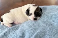 Jacari, a male Shihpoo and Poodle - Toy  for sale in Sebastian, FL – 1 of 4