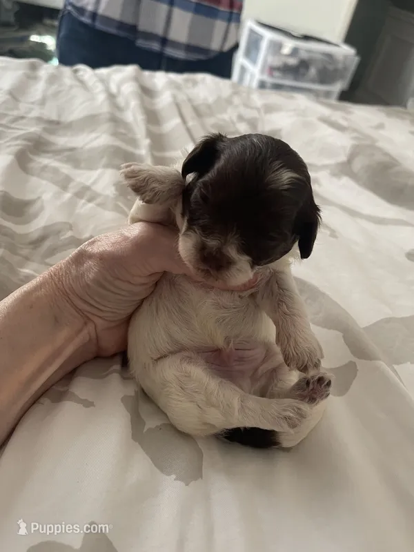 boy black face with white coat – Shih Tzu, Poodle - Toy  puppy for sale in Sebastian, FL