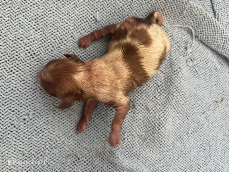 Mini 4 – Shih Tzu, Poodle - Toy  puppy for sale in Sebastian, FL