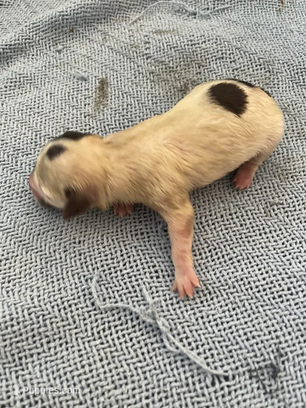 Mini 5 – Shih Tzu, Poodle - Toy  puppy for sale in Sebastian, FL