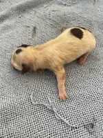 Mini 5, a male Shih Tzu and Poodle - Toy  for sale in Sebastian, FL – 1 of 2