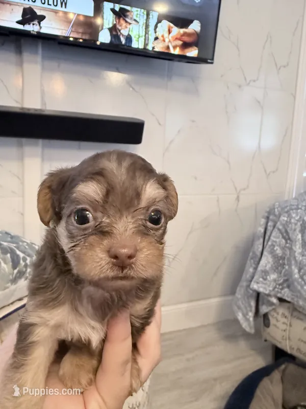 Brown eyed girl – Shih Tzu, Poodle - Toy  puppy for sale in Sebastian, FL