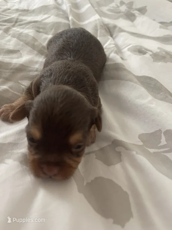 Brown eyed girl – Shih Tzu, Poodle - Toy  puppy for sale in Sebastian, FL