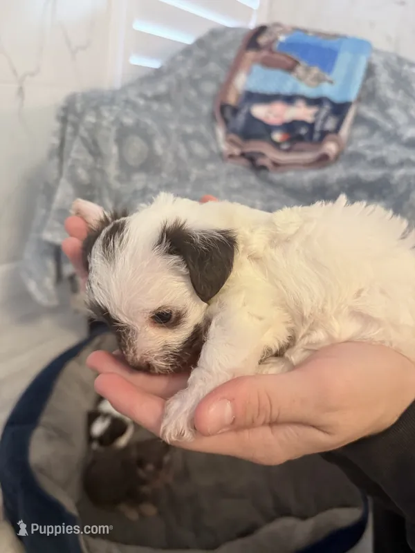 boy with spotted face – Shih Tzu, Poodle - Toy  puppy for sale in Sebastian, FL