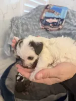 boy with spotted face, a male Shih Tzu and Poodle - Toy  for sale in Sebastian, FL – 4 of 9