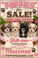 boy black face with white coat, a male Shih Tzu and Poodle - Toy  for sale in Sebastian, FL – 9 of 10