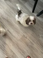 Barney, a male Shihpoo and Poodle - Toy  for sale in Sebastian, FL – 3 of 7
