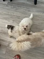 Fred, a male Shihpoo for sale in Sebastian, FL – 2 of 8