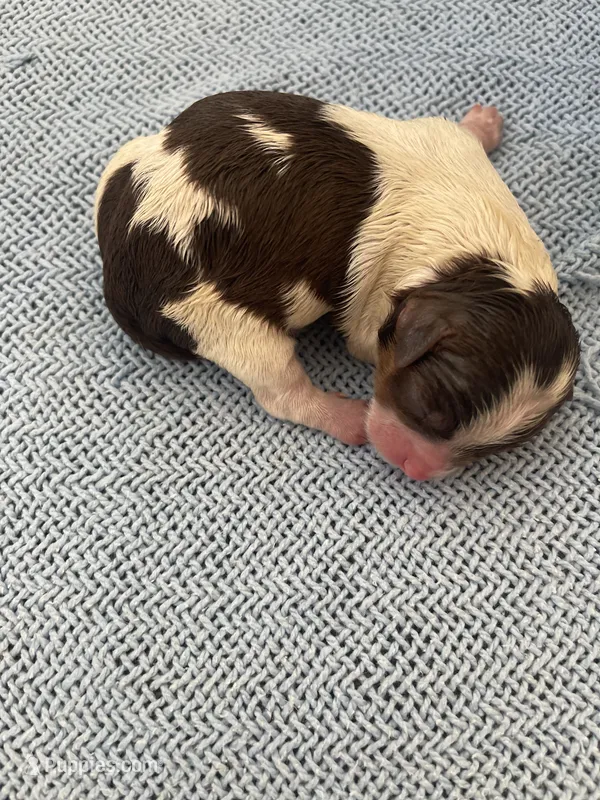 Mini 3 – Shih Tzu, Poodle - Toy  puppy for sale in Sebastian, FL