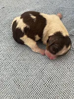 Mini 3, a male Shih Tzu and Poodle - Toy  for sale in Sebastian, FL – 1 of 2