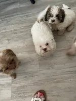 Barney, a male Shihpoo and Poodle - Toy  for sale in Sebastian, FL – 7 of 7