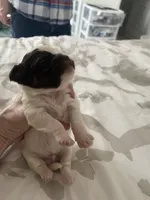 boy with spotted face, a male Shih Tzu and Poodle - Toy  for sale in Sebastian, FL – 2 of 5