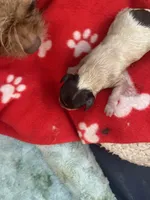 Mini 1 , a male Shih Tzu and Poodle - Toy  for sale in Sebastian, FL – 1 of 1