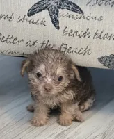 Brown eyed girl, a female Shih Tzu and Poodle - Toy  for sale in Sebastian, FL – 3 of 10