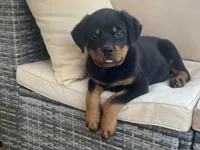 Big Shirley, a female Rottweiler for sale in Hughesville, MD – Photo 2 of 3